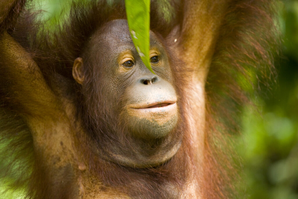 Sabah Malaysia, Borneo, Sepilok. Portrait of an Orang Utan in the Sepilok Orangutan Rehabilitation Centre.