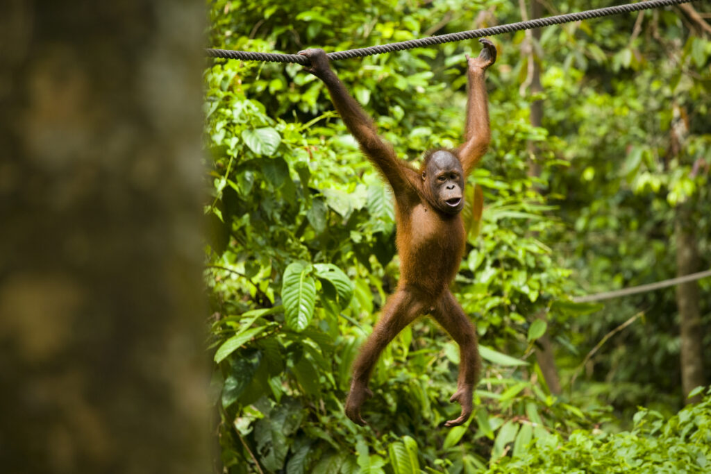 Sabah Malaysia, Borneo, Sepilok. Orang Utan in the Sepilok Orangutan Rehabilitation Centre.
