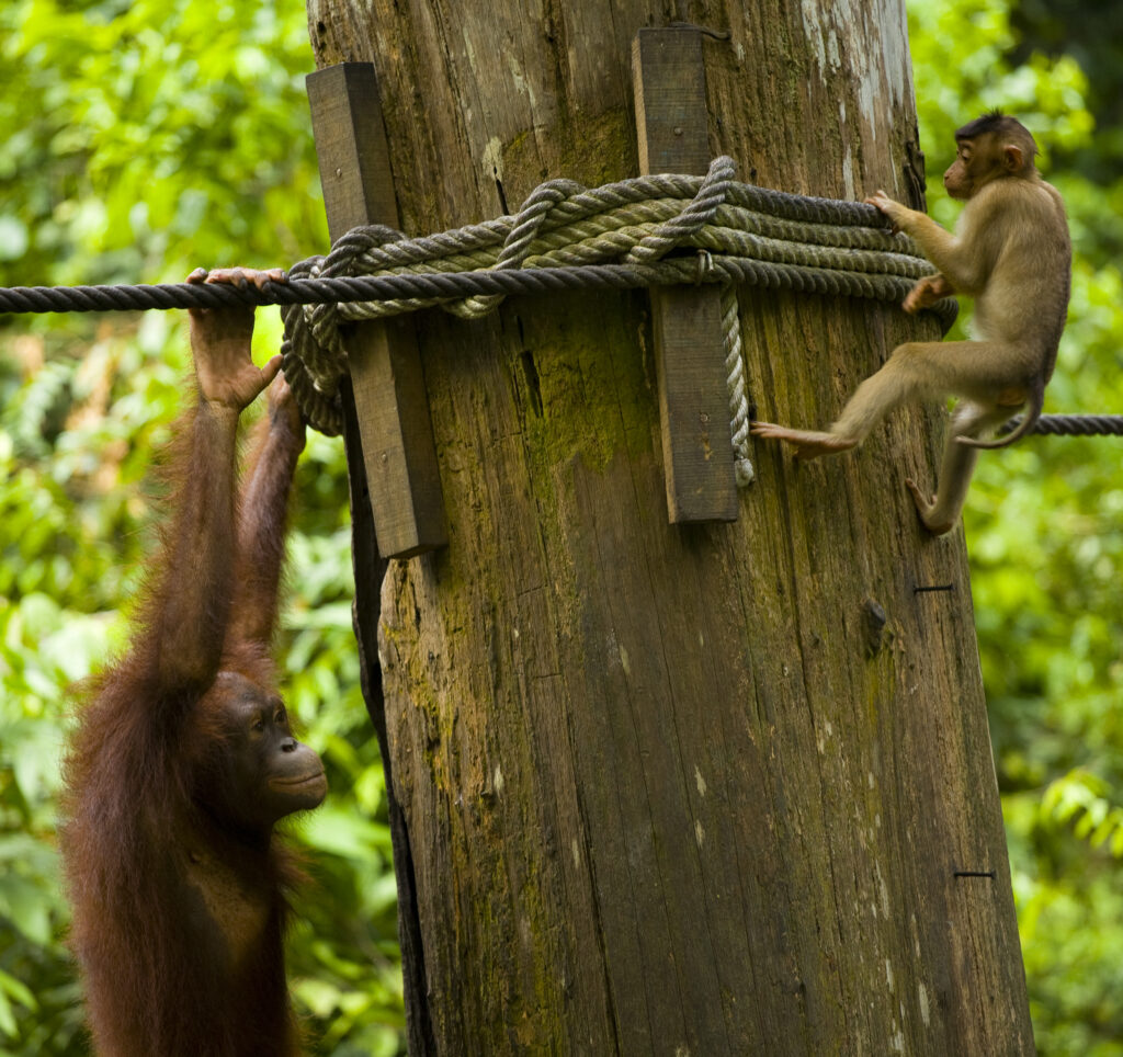 Sabah Malaysia, Borneo, Sepilok. Pig tailed Macaque and Orang Utan in the Sepilok Orangutan Rehabilitation Centre.