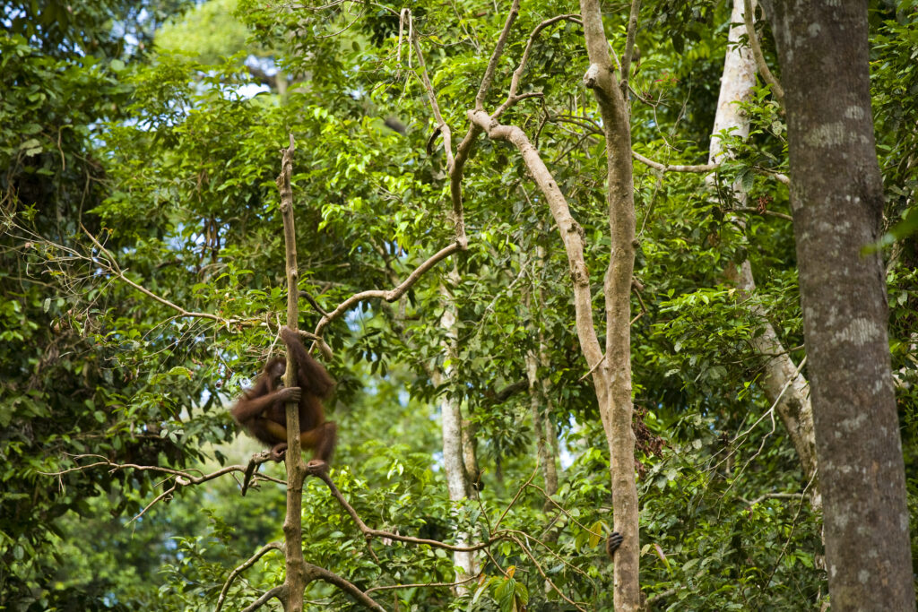 Sabah Malaysia, Borneo, Sepilok. Orang Utan in the Sepilok Orangutan Rehabilitation Centre.