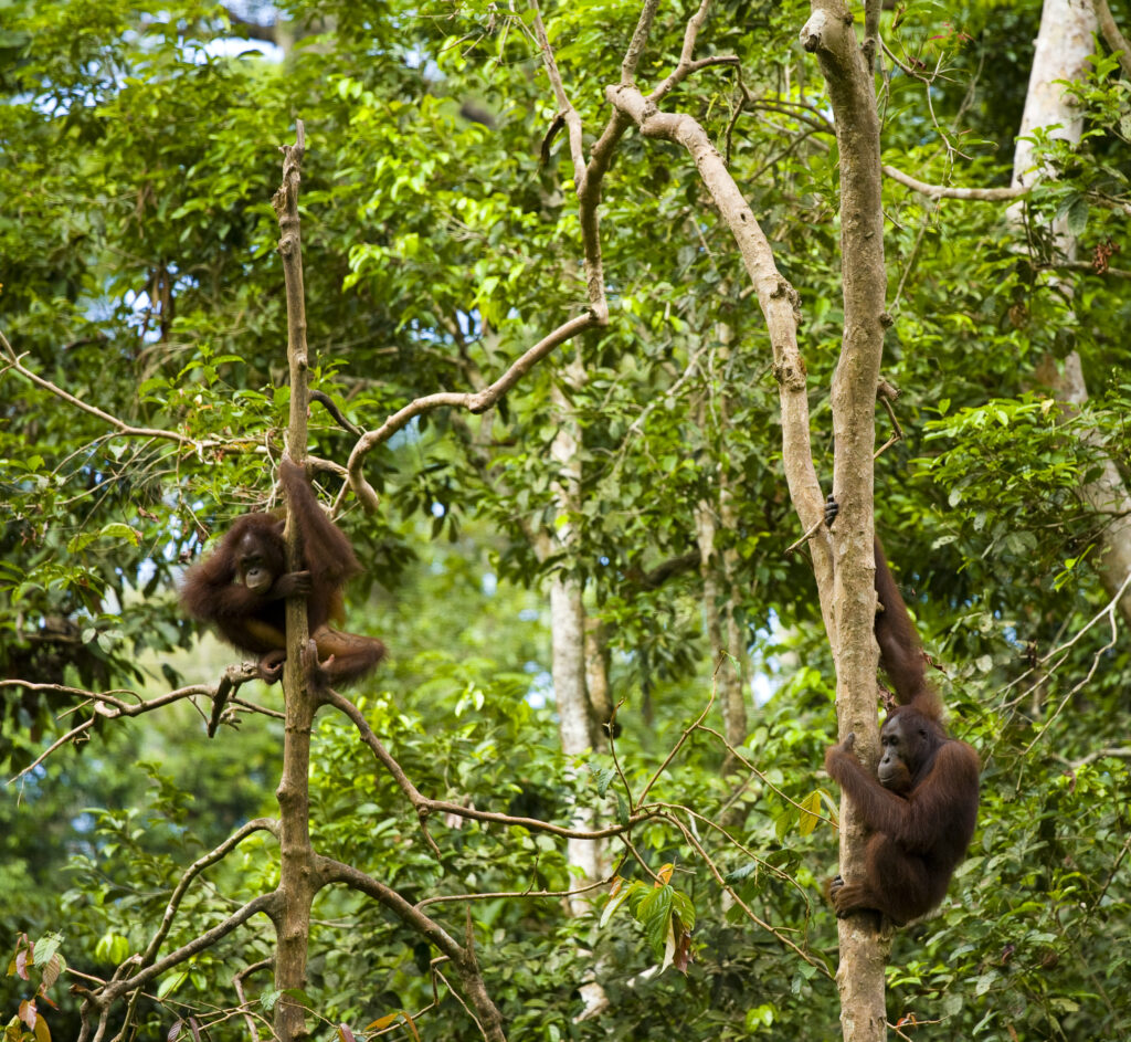 Sabah Malaysia, Borneo, Sepilok. Orang Utan in the Sepilok Orangutan Rehabilitation Centre.
