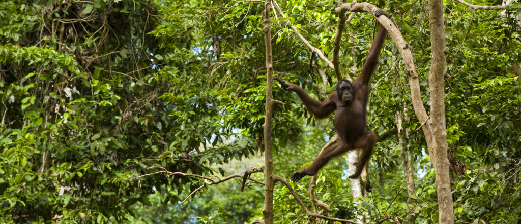 Sabah Malaysia, Borneo, Sepilok. Orang Utan in the Sepilok Orangutan Rehabilitation Centre.