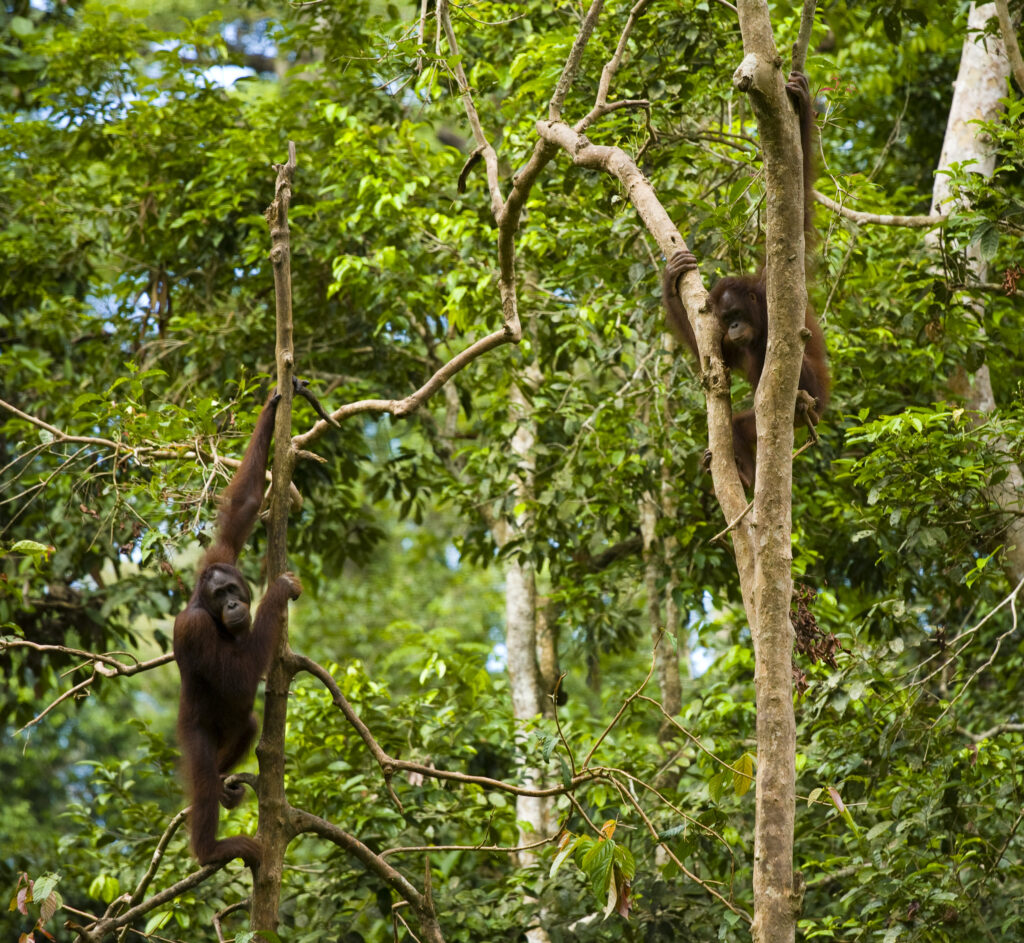 Sabah Malaysia, Borneo, Sepilok. Orang Utan in the Sepilok Orangutan Rehabilitation Centre.