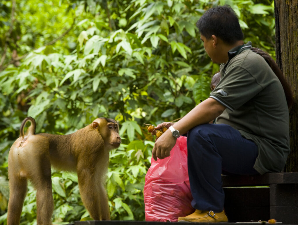 Sabah Malaysia, Borneo, Sepilok. Pig tailed Macaque on the feeding platform at the Sepilok Orangutan Rehabilitation Centre.