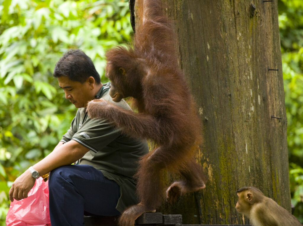 Sabah Malaysia, Borneo, Sepilok. Orang Utans on the feeding platform at the Sepilok Orangutan Rehabilitation Centre.