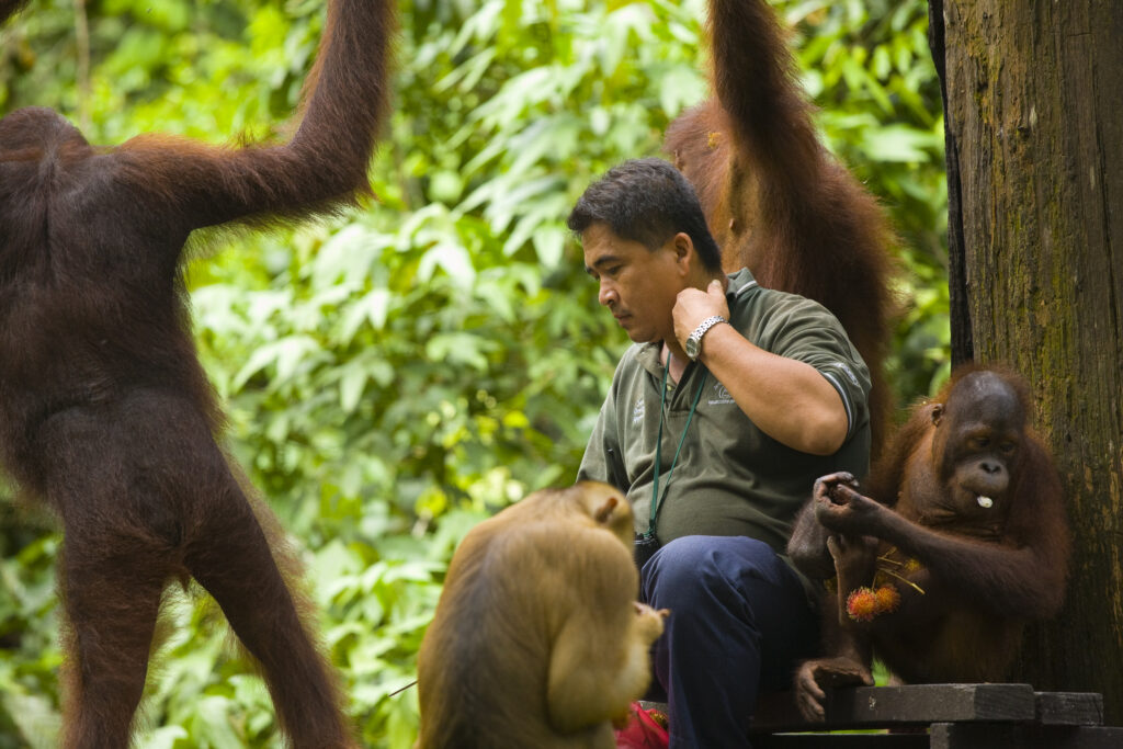 Sabah Malaysia, Borneo, Sepilok. Orang Utans on the feeding platform at the Sepilok Orangutan Rehabilitation Centre.