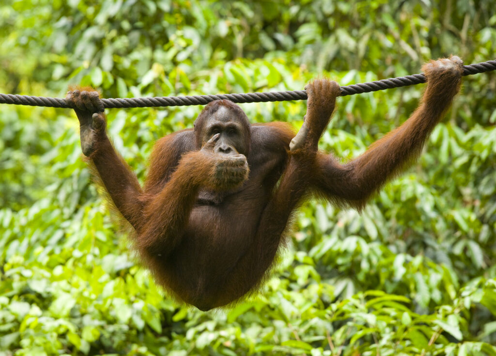 Sabah Malaysia, Borneo, Sepilok. Orang Utan eating fruit whilst hanging from a rope in the Sepilok Orangutan Rehabilitation Centre.