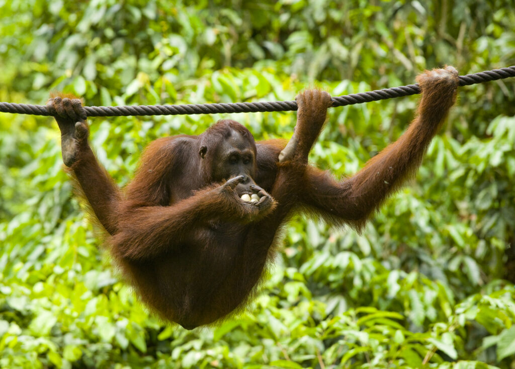 Sabah Malaysia, Borneo, Sepilok. Orang Utan eating fruit whilst hanging from a rope in the Sepilok Orangutan Rehabilitation Centre.