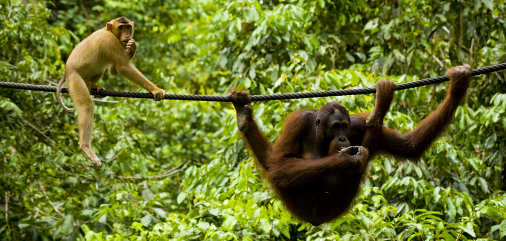 Sabah Malaysia, Borneo, Sepilok. Pig tailed Macaque watching an Orang Utan eating fruit whilst hanging from a rope in the Sepilok Orangutan Rehabilitation Centre.