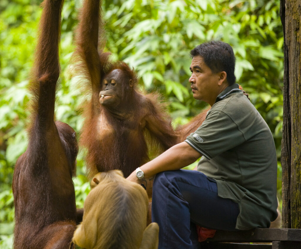 Sabah Malaysia, Borneo, Sepilok. Orang Utans on the feeding platform at the Sepilok Orangutan Rehabilitation Centre.
