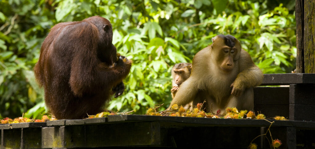 Sabah Malaysia, Borneo, Sepilok. Orang Utans on the feeding platform at the Sepilok Orangutan Rehabilitation Centre.