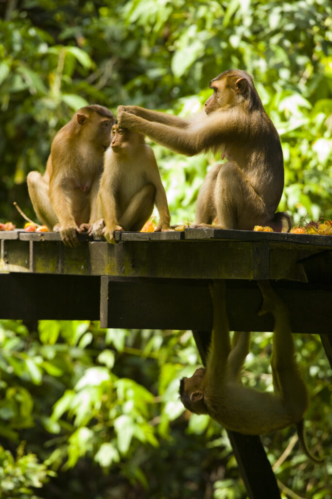 Sabah Malaysia, Borneo, Sepilok. Group of pig tailed Macaque monkeys grooming in the Sepilok Orangutan Rehabilitation Centre.