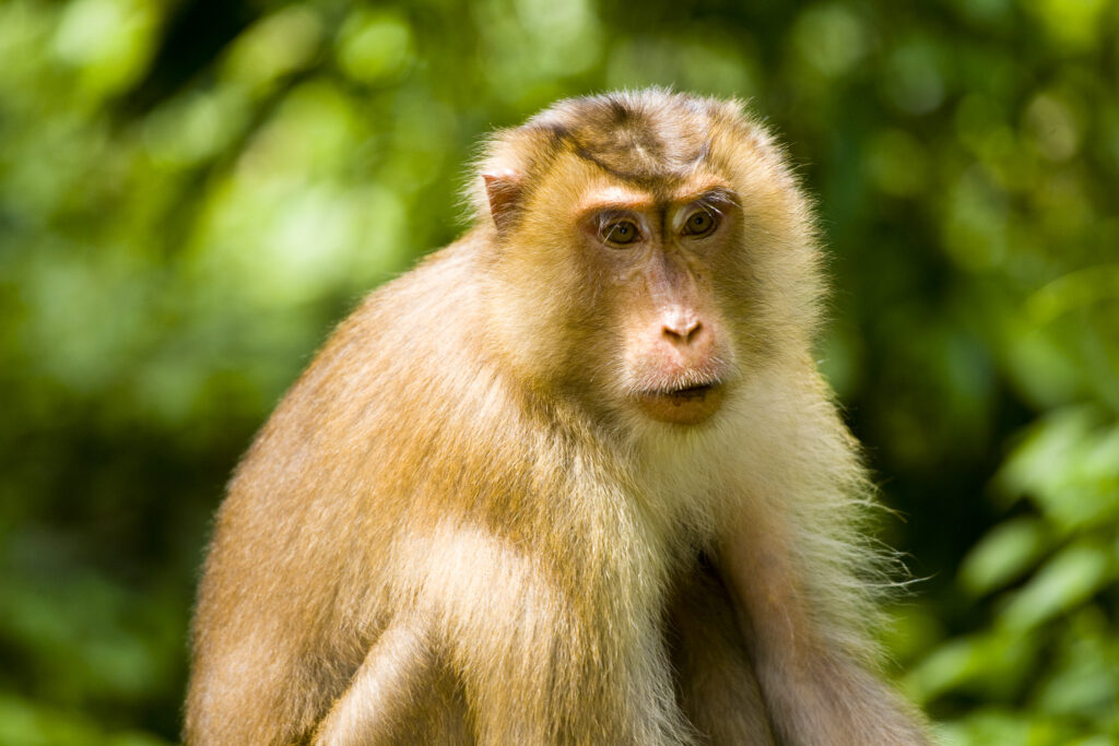 Sabah Malaysia, Borneo, Sepilok. Portrait of a pig tailed Macaque in the Sepilok Orangutan Rehabilitation Centre.