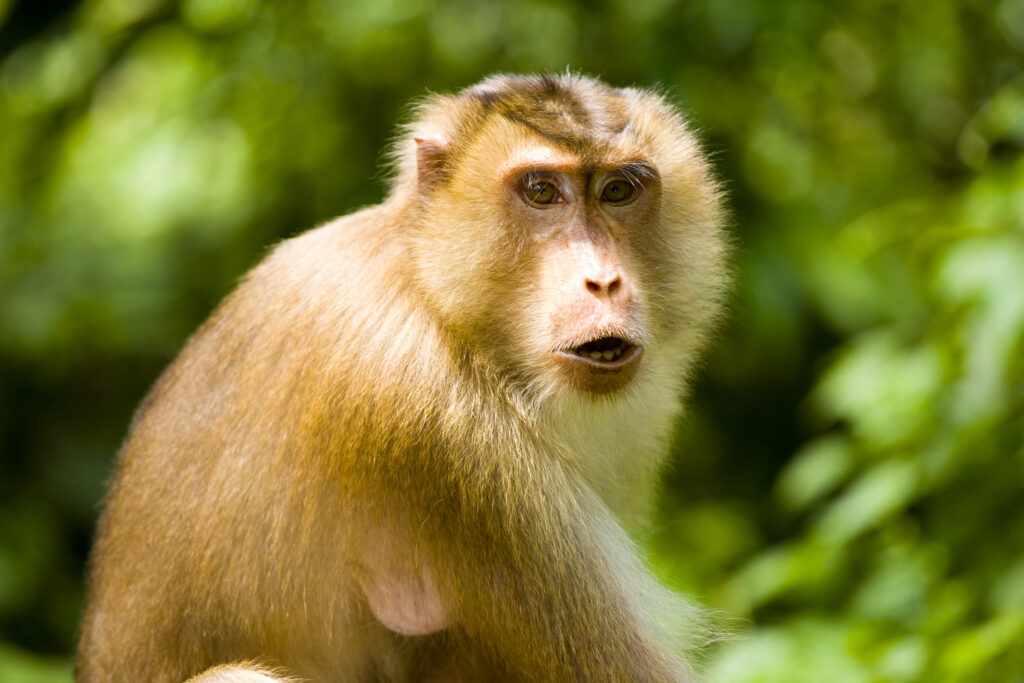 Sabah Malaysia, Borneo, Sepilok. Portrait of a pig tailed Macaque in the Sepilok Orangutan Rehabilitation Centre.