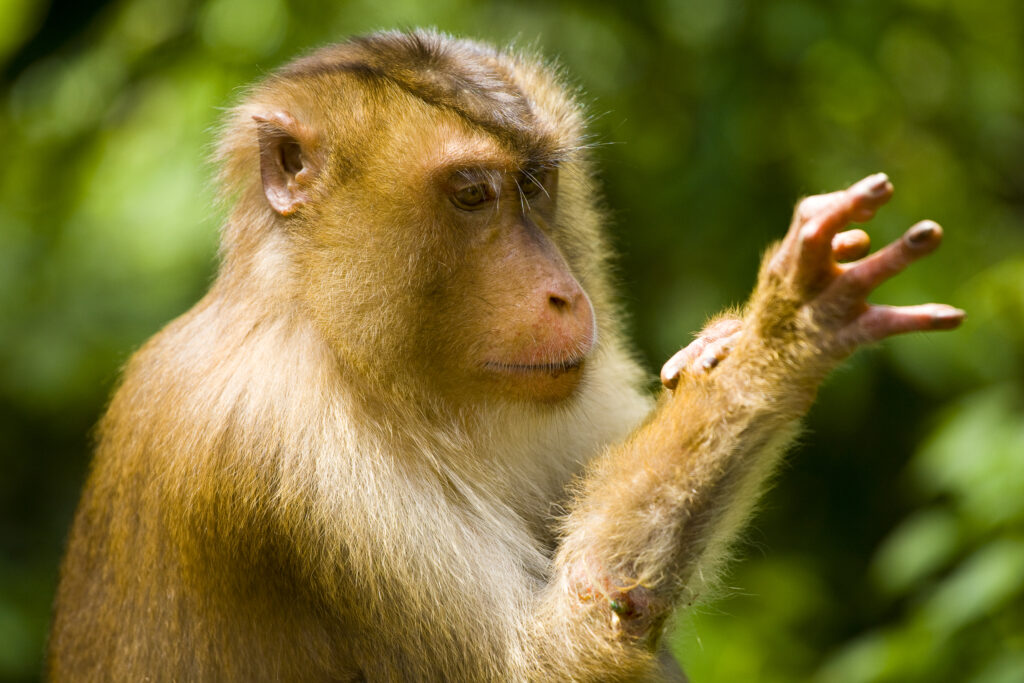 Sabah Malaysia, Borneo, Sepilok. Portrait of a pig tailed Macaque in the Sepilok Orangutan Rehabilitation Centre.