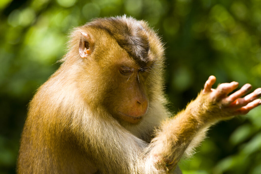 Sabah Malaysia, Borneo, Sepilok. Portrait of a pig tailed Macaque in the Sepilok Orangutan Rehabilitation Centre.