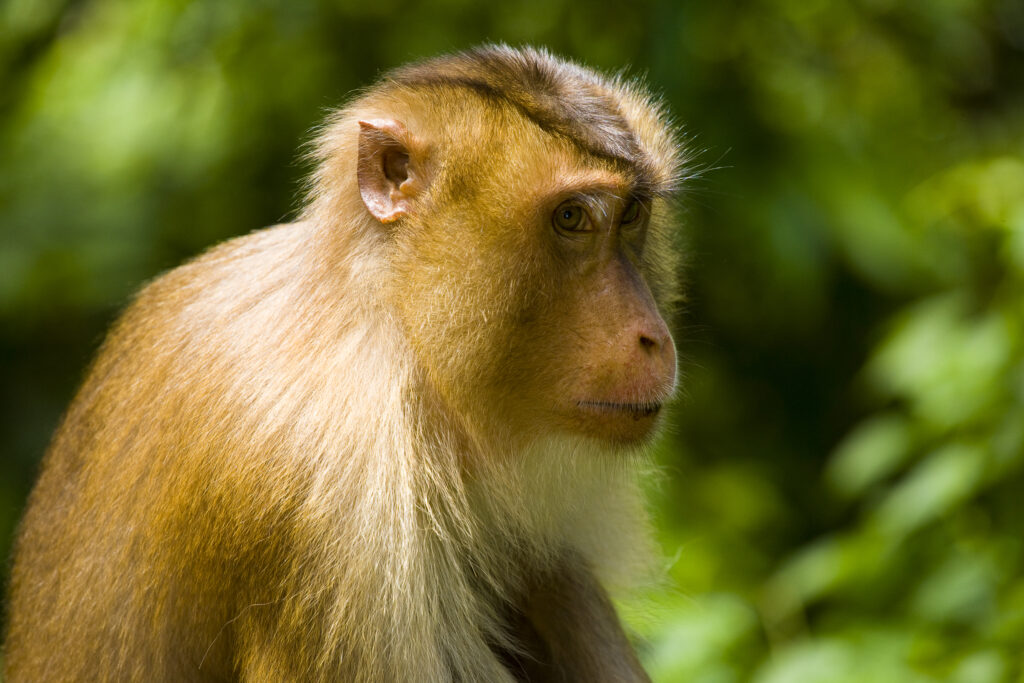 Sabah Malaysia, Borneo, Sepilok. Portrait of a pig tailed Macaque in the Sepilok Orangutan Rehabilitation Centre.