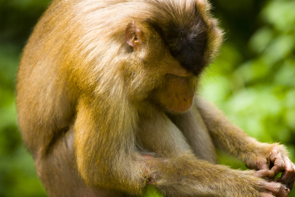 Sabah Malaysia, Borneo, Sepilok. Portrait of a pig tailed Macaque in the Sepilok Orangutan Rehabilitation Centre.