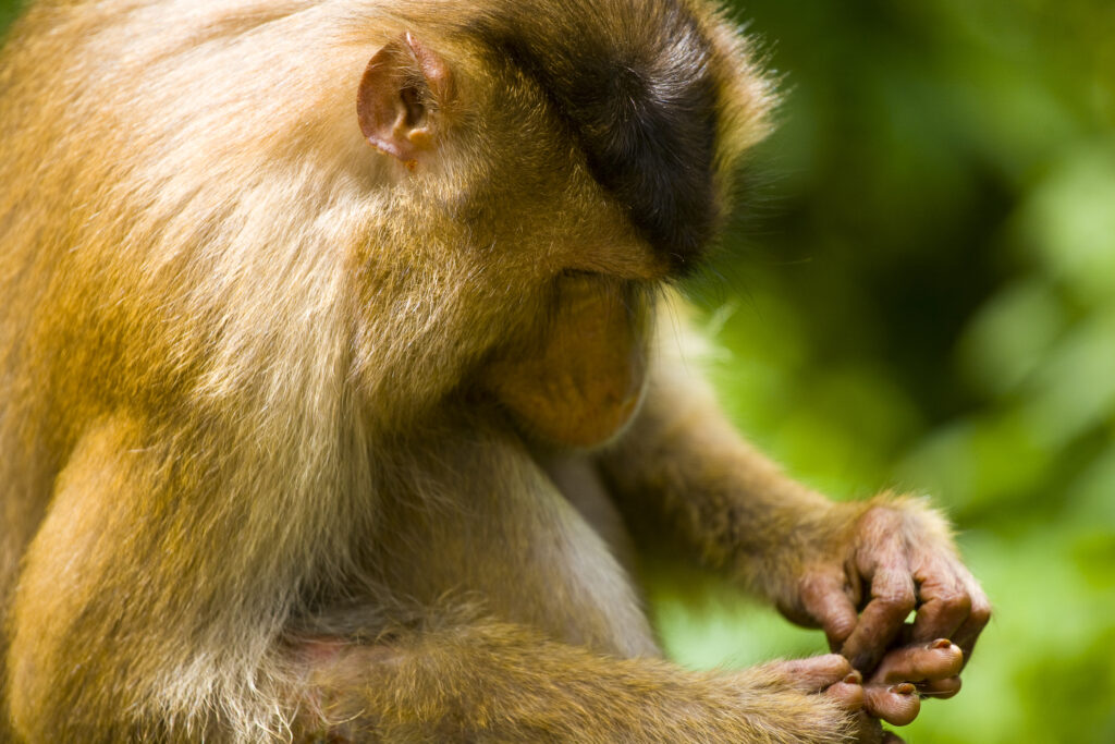 Sabah Malaysia, Borneo, Sepilok. Portrait of a pig tailed Macaque in the Sepilok Orangutan Rehabilitation Centre.