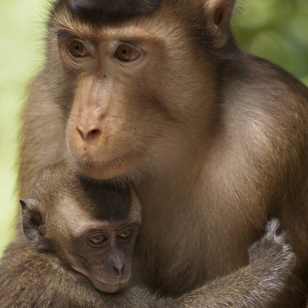 Sabah Malaysia, Borneo, Sepilok. Portrait of a pig tailed Macaque any baby monkey, in the Sepilok Orangutan Rehabilitation Centre.