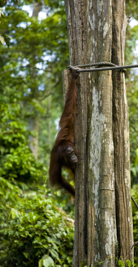 Sabah Malaysia, Borneo, Sepilok. Orang Utan in the Sepilok Orangutan Rehabilitation Centre.