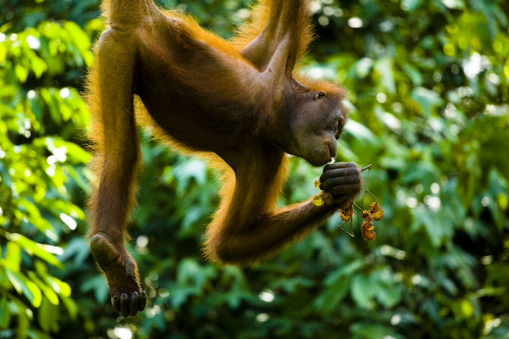Sabah Malaysia, Borneo, Sepilok. Orang Utan eating fruit whilst hanging from a rope in the Sepilok Orangutan Rehabilitation Centre.