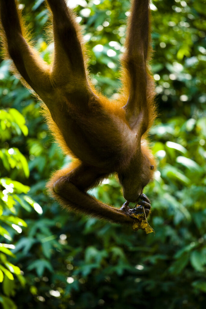 Sabah Malaysia, Borneo, Sepilok. Orang Utan eating fruit whilst hanging from a rope in the Sepilok Orangutan Rehabilitation Centre.