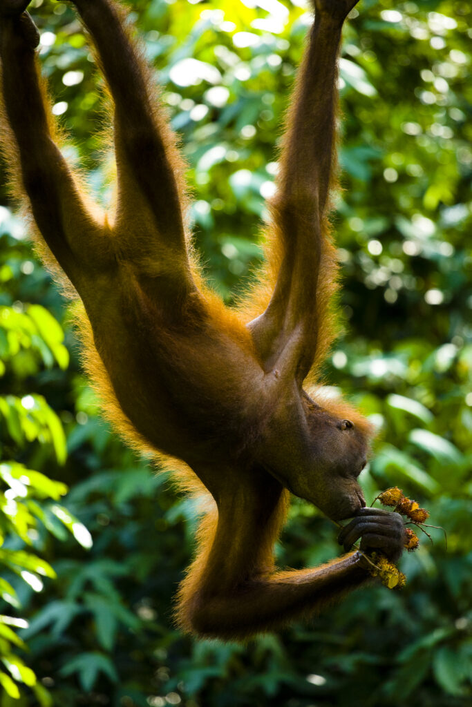 Sabah Malaysia, Borneo, Sepilok. Orang Utan eating fruit whilst hanging from a rope in the Sepilok Orangutan Rehabilitation Centre.
