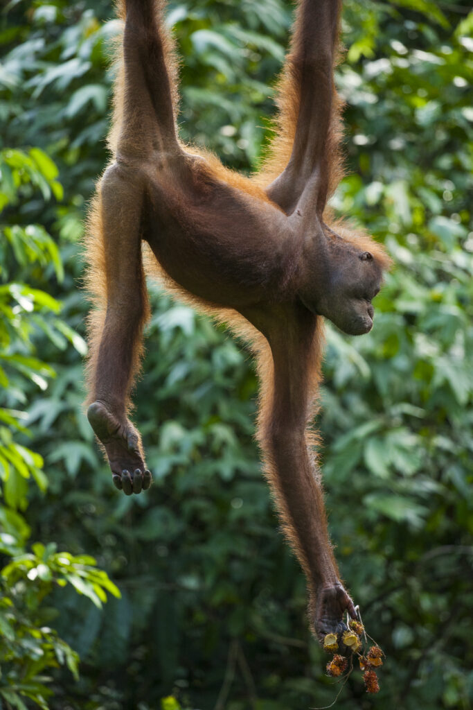 Sabah Malaysia, Borneo, Sepilok. Orang Utan eating fruit whilst hanging from a rope in the Sepilok Orangutan Rehabilitation Centre.