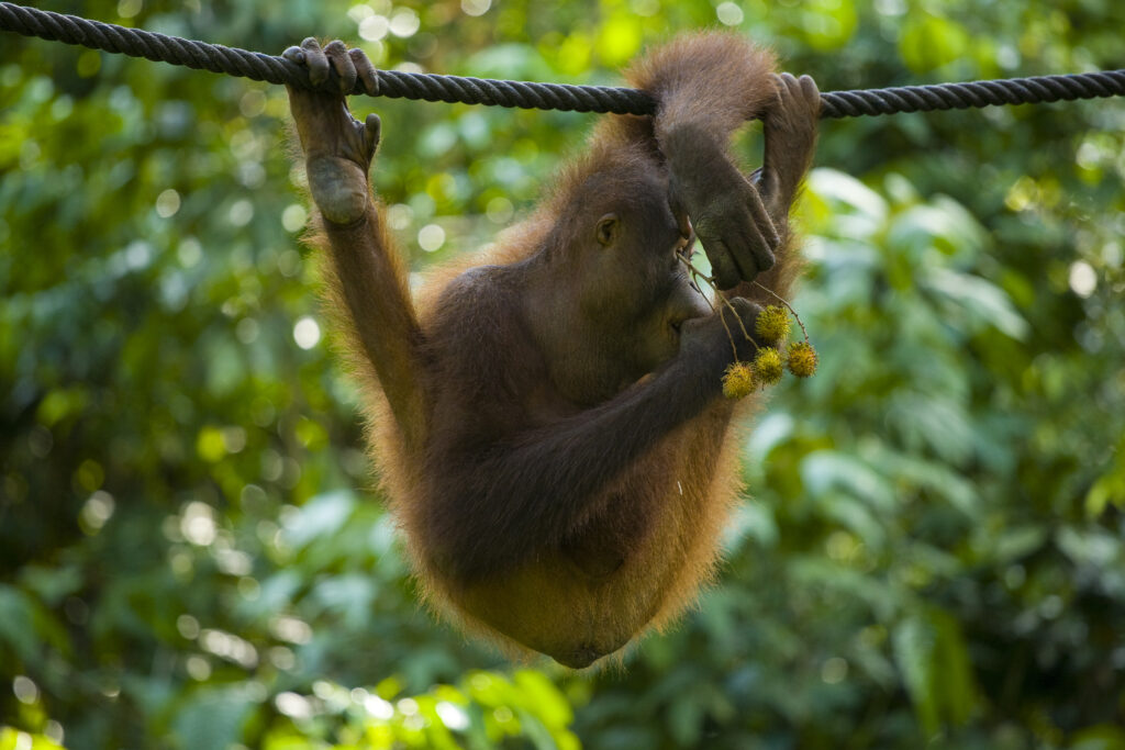 Sabah Malaysia, Borneo, Sepilok. Orang Utan eating fruit whilst hanging from a rope in the Sepilok Orangutan Rehabilitation Centre.