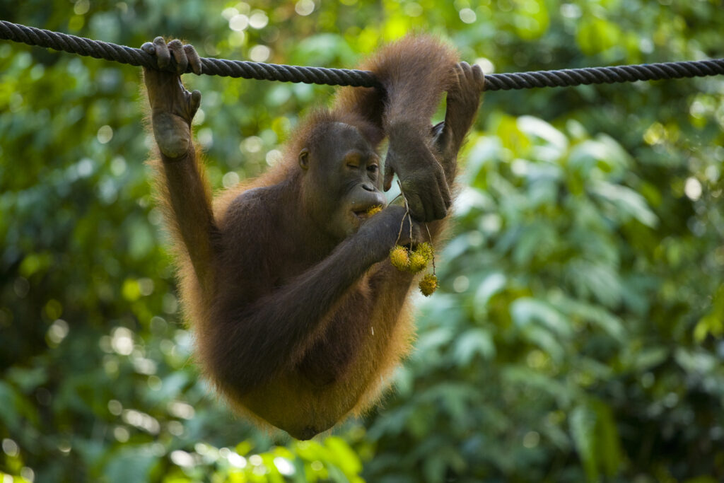 Sabah Malaysia, Borneo, Sepilok. Orang Utan eating fruit whilst hanging from a rope in the Sepilok Orangutan Rehabilitation Centre.