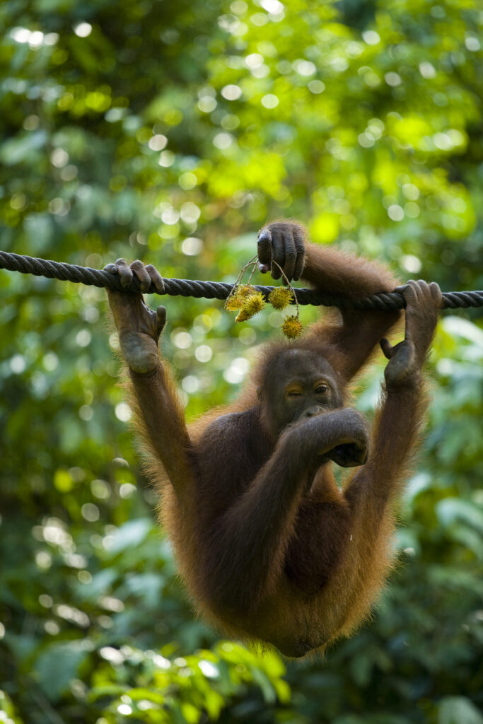 Sabah Malaysia, Borneo, Sepilok. Orang Utan eating fruit whilst hanging from a rope in the Sepilok Orangutan Rehabilitation Centre.