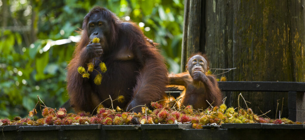 Sabah Malaysia, Borneo, Sepilok. Orang Utans on the feeding platform at the Sepilok Orangutan Rehabilitation Centre.