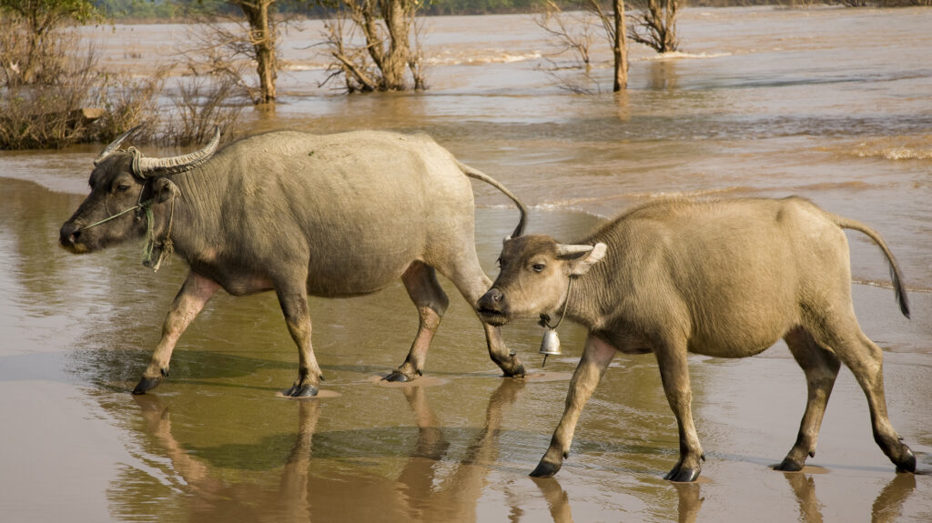 Laos, Si Phan Don (Four Thousand Islands), Don Khon. Water Buffalo return to a sandy beach after a dip and drink in the Mekong River.
