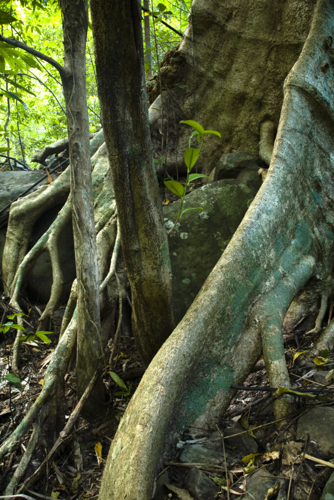 Laos, Ban Na Hin. Typical native trees and vegetation in woodland in the jungle near Ban Na Hin in Laos.