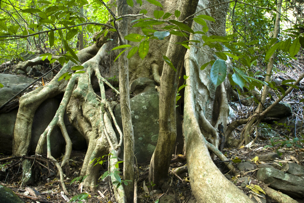 Laos, Ban Na Hin. Typical native trees and vegetation in woodland in the jungle near Ban Na Hin in Laos.