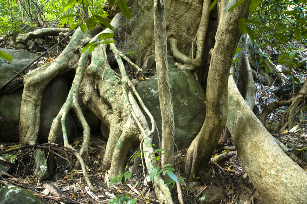 Laos, Ban Na Hin. Typical native trees and vegetation in woodland in the jungle near Ban Na Hin in Laos.