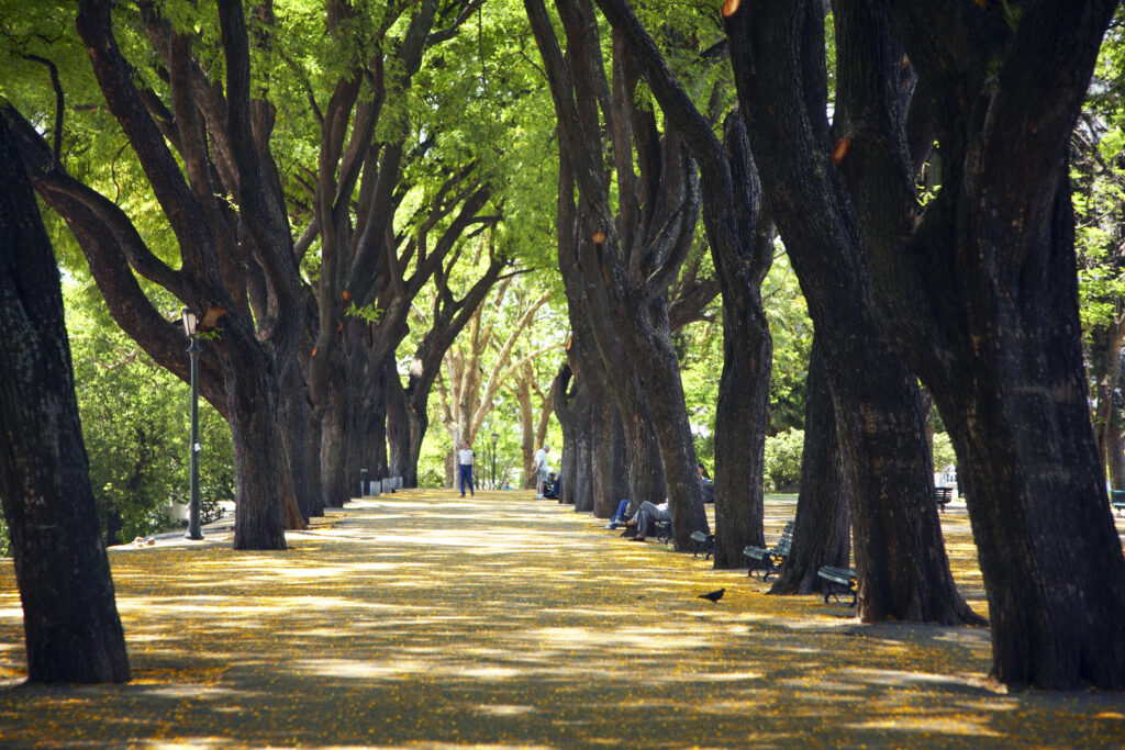 Argentina, Buenos Aires Province, Buenos Aires. Avenue of trees in the Plarque Lezama.