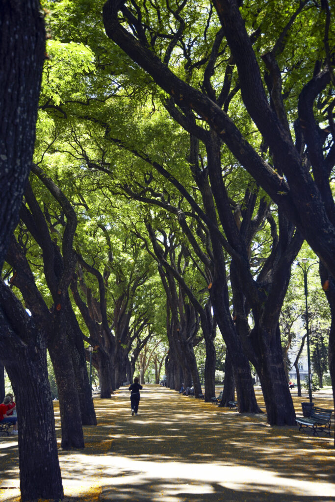 Argentina, Buenos Aires Province, Buenos Aires. Avenue of trees in the Plarque Lezama.