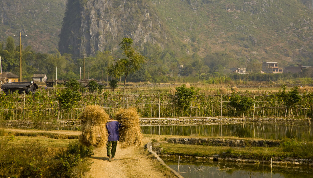 China, Guangxi Zhuang Autonomous Region, Yangshuo County. Farm worker carries two stacks of hay on a stick across his shoulders, along a path through farmland dominated by Karst peaks.