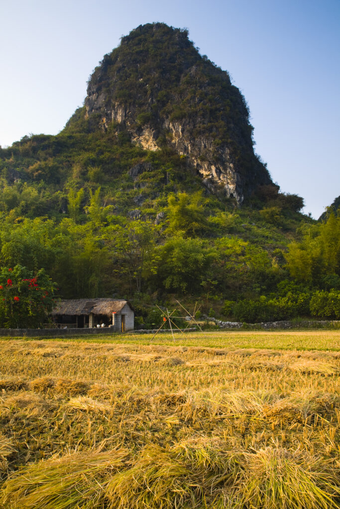 China, Guangxi Zhuang Autonomous Region, Yangshuo County. Agriculture landscape dominated by the Karst peaks of Yangshuo County near the town of Yangshuo.