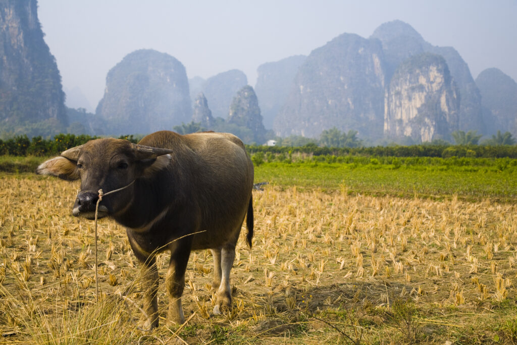 China, Guangxi Zhuang Autonomous Region, Yangshuo County. Domestic Buffalo grazing in an agriculture landscape which is dominated by the Karst peaks of Yangshuo County.
