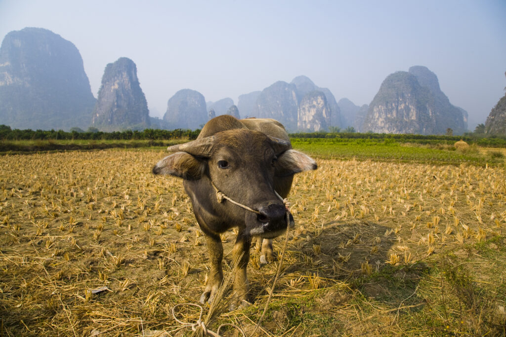 China, Guangxi Zhuang Autonomous Region, Yangshuo County. Domestic Buffalo grazing in an agriculture landscape which is dominated by the Karst peaks of Yangshuo County.