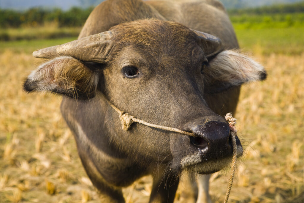 China, Guangxi Zhuang Autonomous Region, Yangshuo County. Domestic Buffalo grazing in an agriculture landscape which is dominated by the Karst peaks of Yangshuo County.