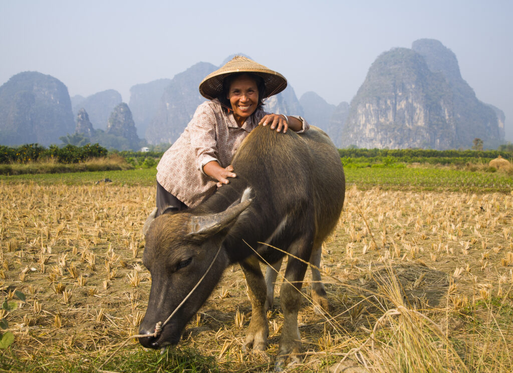 China, Guangxi Zhuang Autonomous Region, Yangshuo County. A chinese farmworker wearing a typical chinese hat, admires her domestic Buffalo which is grazing in an agriculture landscape dominated by the Karst peaks of Yangshuo County.