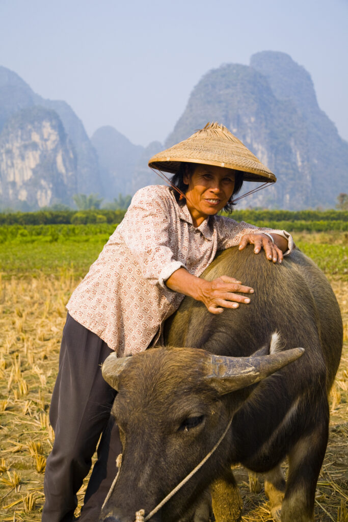 China, Guangxi Zhuang Autonomous Region, Yangshuo County. A chinese farmworker wearing a typical chinese hat, admires her domestic Buffalo which is grazing in an agriculture landscape dominated by the Karst peaks of Yangshuo County.