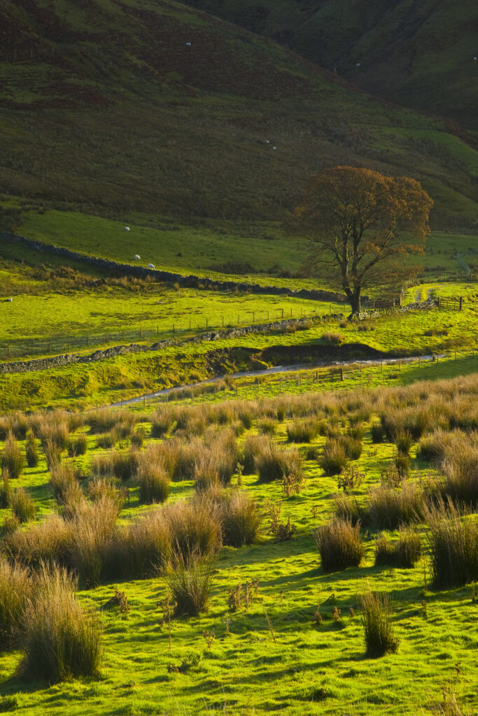 Scotland, Scottish Borders, Liddesdale. Morning light scattered across tussock land and a lone tree, beneath the shadow of a border upland.