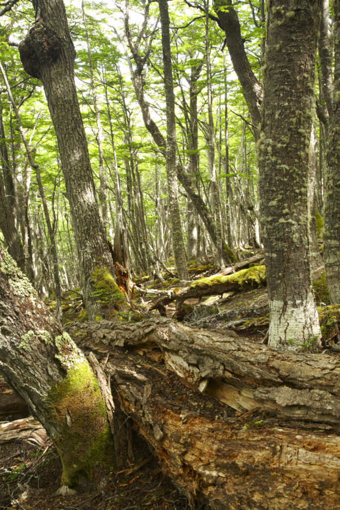 Argentina, Tierra Del Fuego, Lenga Forest. Woodland near Lake Escondido, a popular location near Ushuaia - the southernmost city in the world.