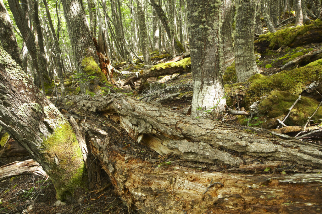 Argentina, Tierra Del Fuego, Lenga Forest. Woodland near Lake Escondido, a popular location near Ushuaia - the southernmost city in the world.