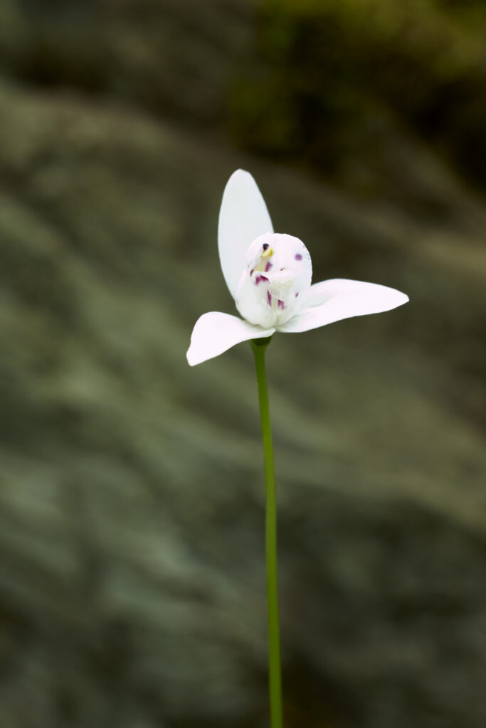 Argentina, Tierra Del Fuego, Tierra Del Fuego National Park. Dog Orchid growing in woodland near Ensenada Bay.